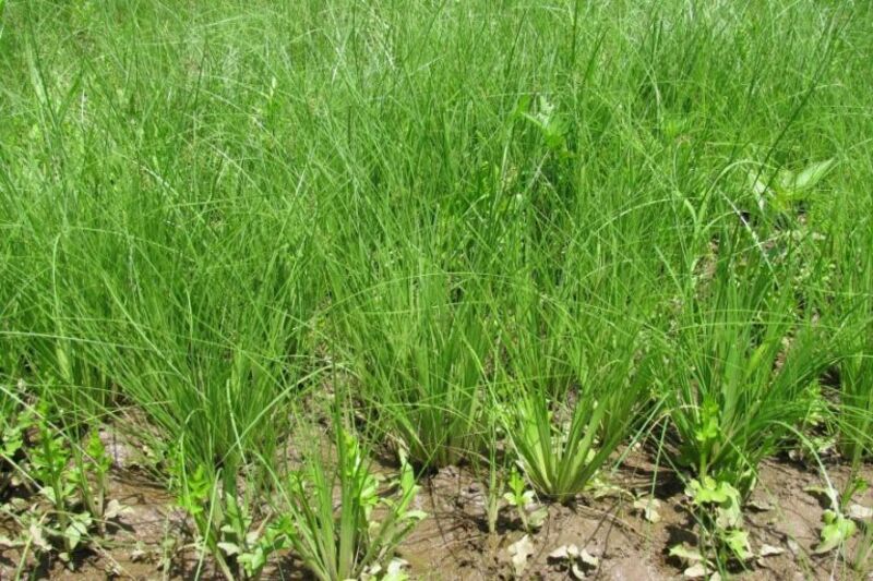 Read more about the article Diệt trừ các loại cỏ dại thường gặp ở lúa hiệu quả, nhanh chóng